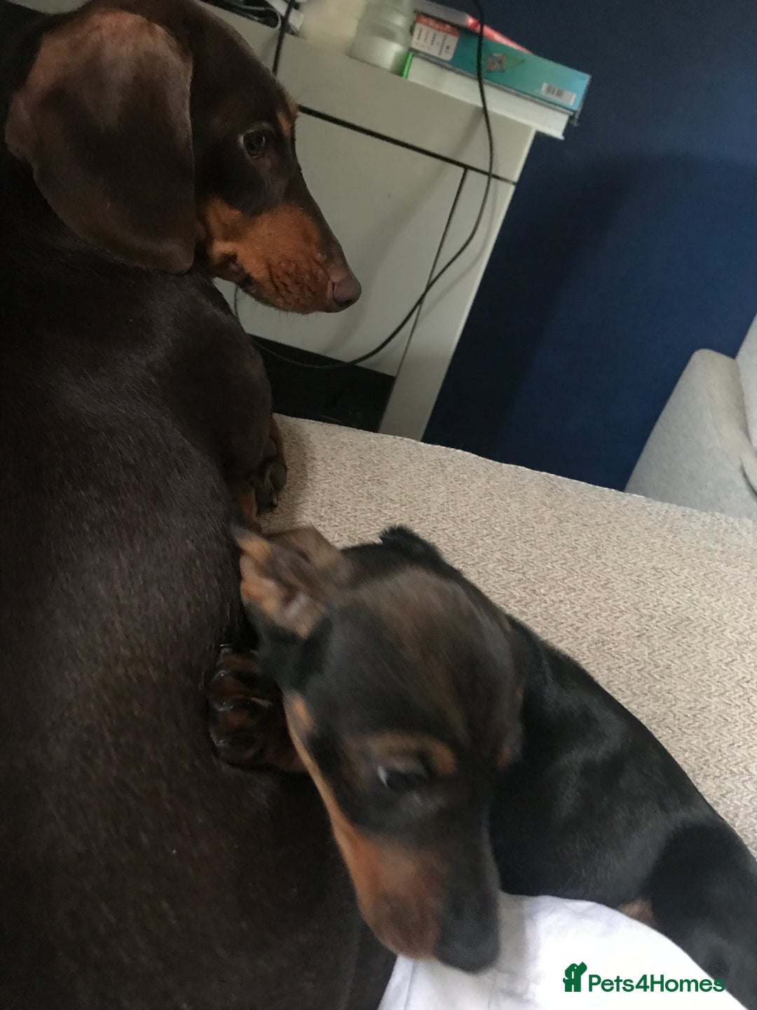 Dachshund dogs for sale: Daschund(sausage) puppies - Image 5