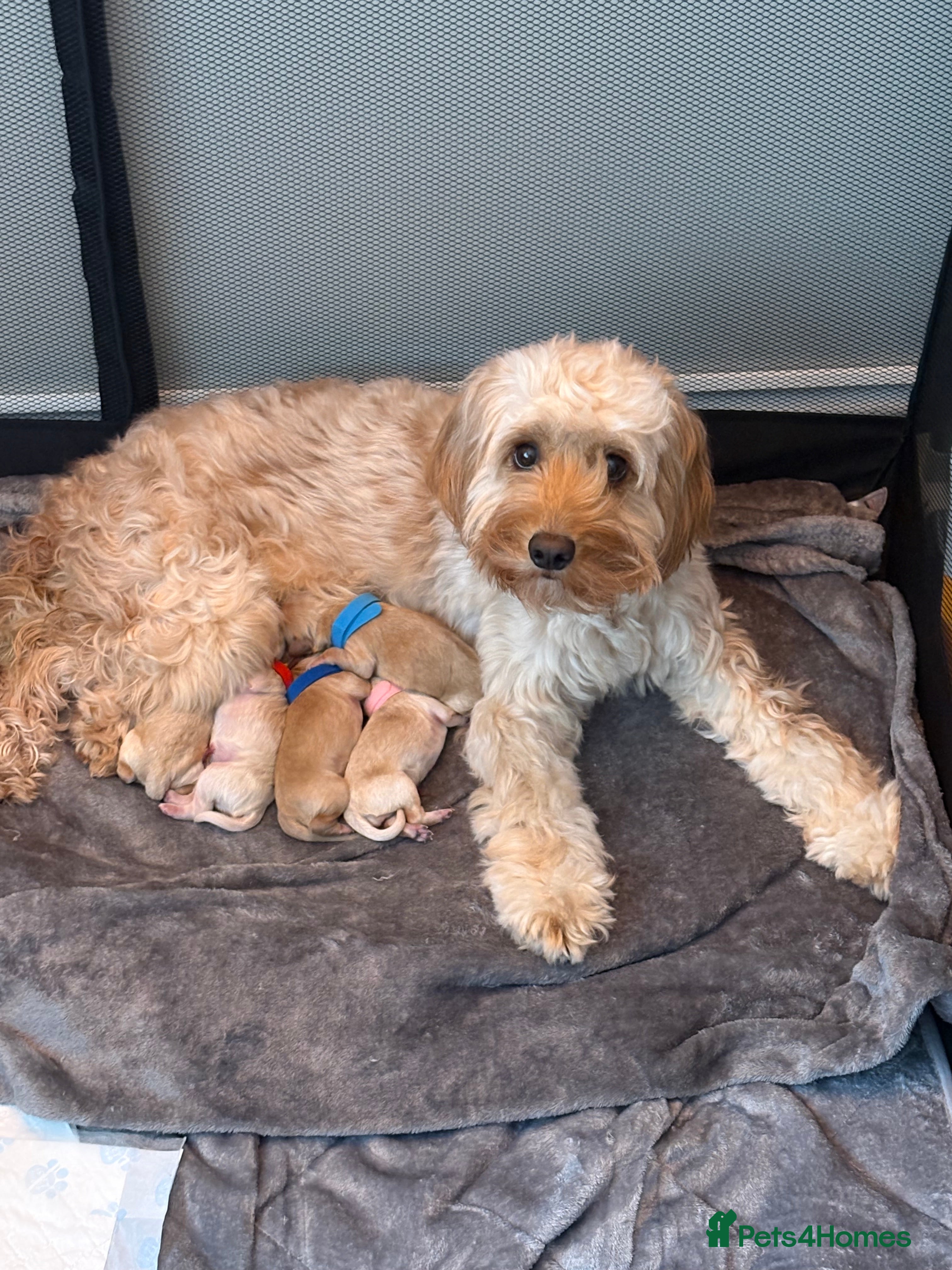 Cockapoo dogs F1B cockapoo puppies  - Advert 14