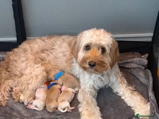 Cockapoo dogs F1B cockapoo puppies - Advert 14