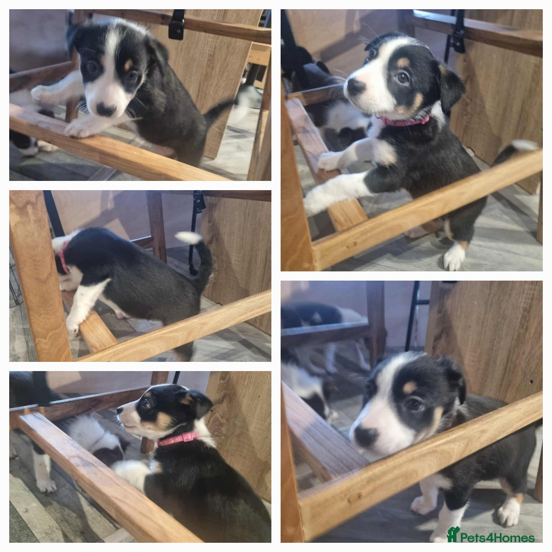 Border Collie dogs for sale: Border collie puppies  - Image 15
