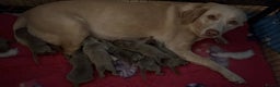 Labrador Retriever dogs for sale: Kc dna clear silver Labrador pups  - Advert 23