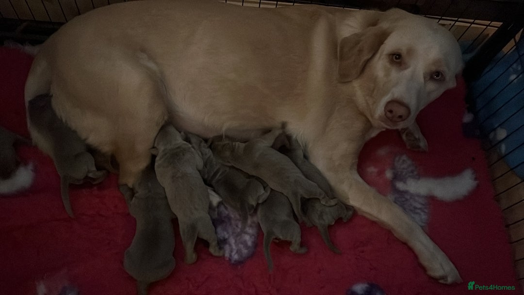 Labrador Retriever dogs for sale: Kc dna clear silver Labrador pups  - Image 2