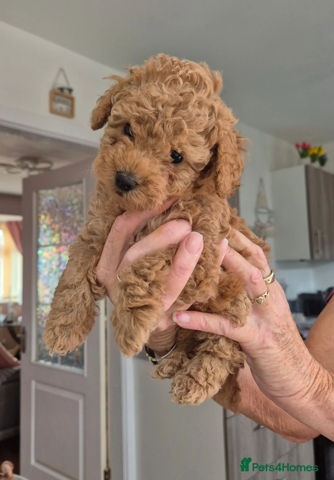 Toy Poodle dogs for sale: KC mini toy poodles - Advert 2