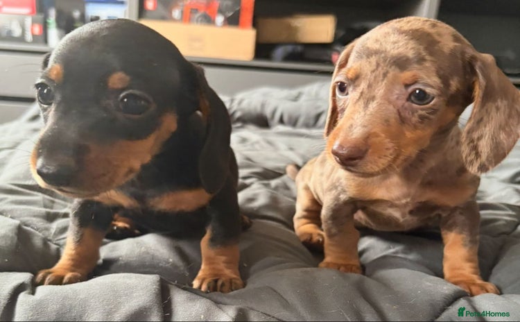 Miniature Dachshund dogs - Advert 11