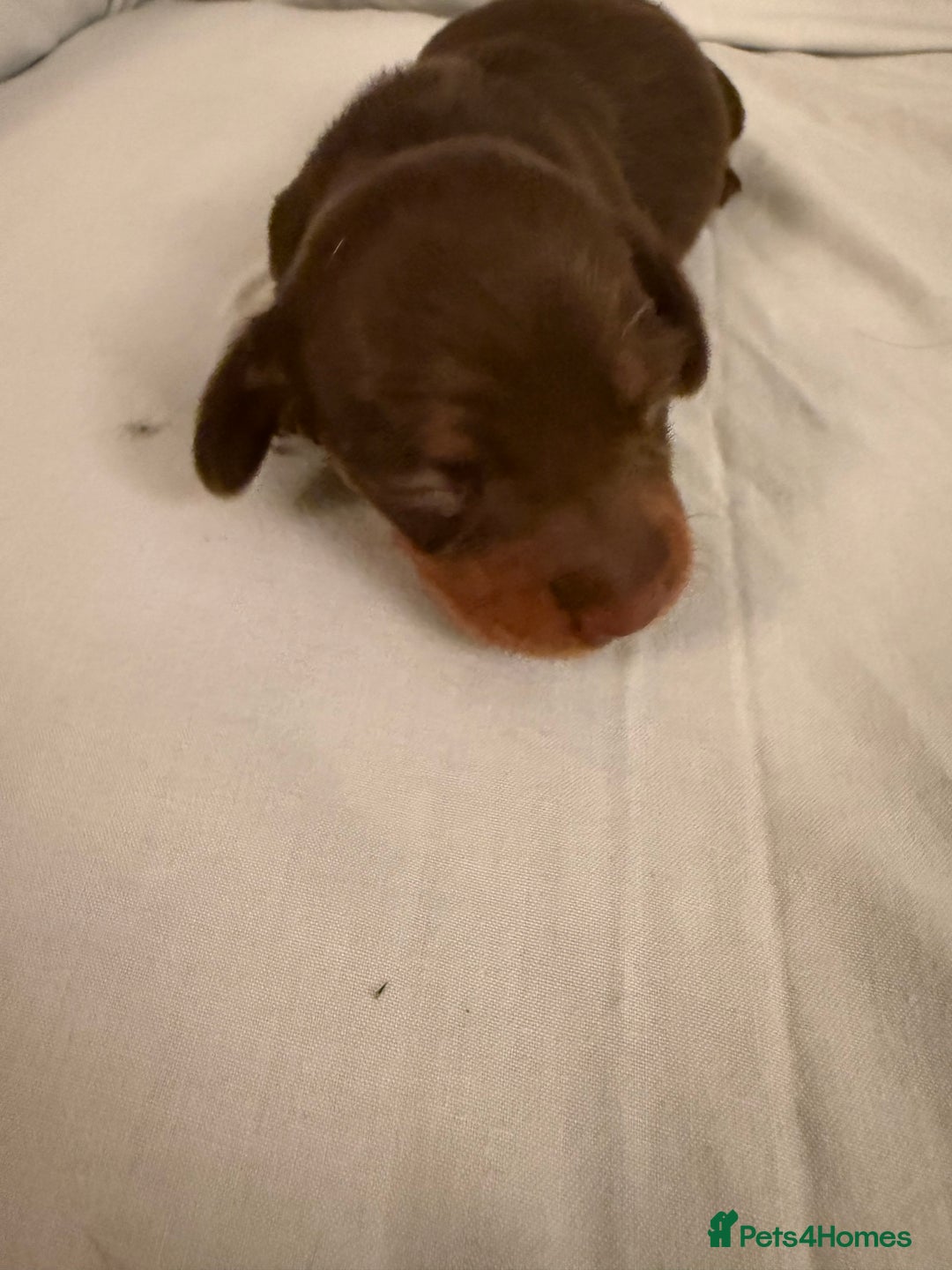 Dachshund dogs for sale: Miniature Dachshund puppies for sale - Advert 32