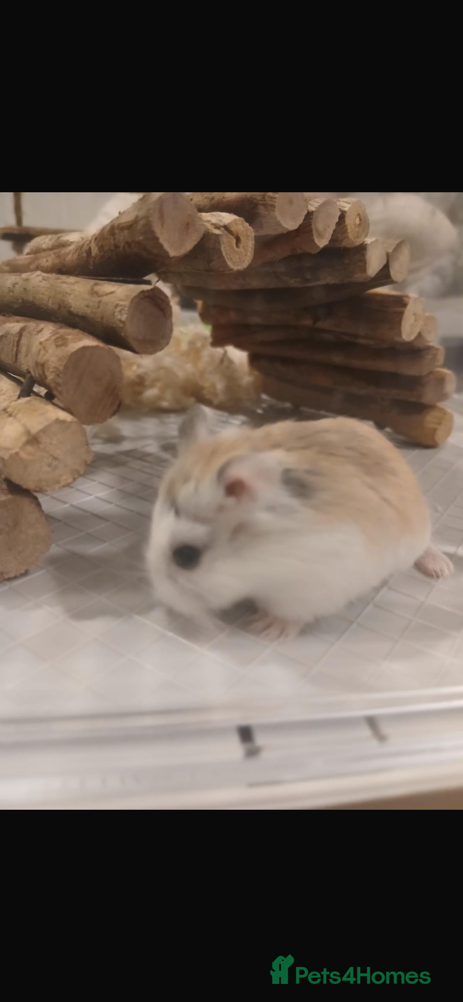 Hamster rodents Hamsters x2 - Advert 11