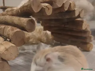 Hamster rodents Hamsters x2 - Advert 16
