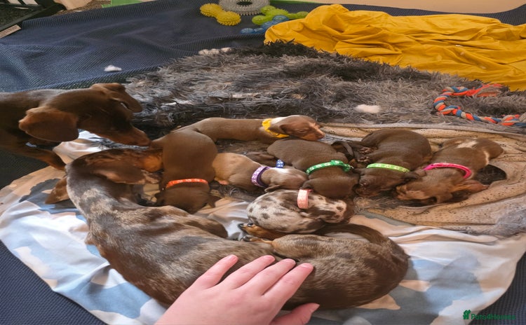 Dachshund dogs - Advert 4