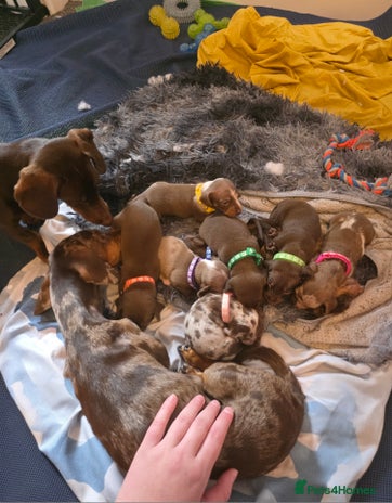 Dachshund dogs - Advert 4