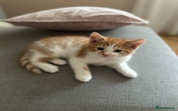 Domestic Shorthair cats for sale: Lovely ginger kittens - Image 12
