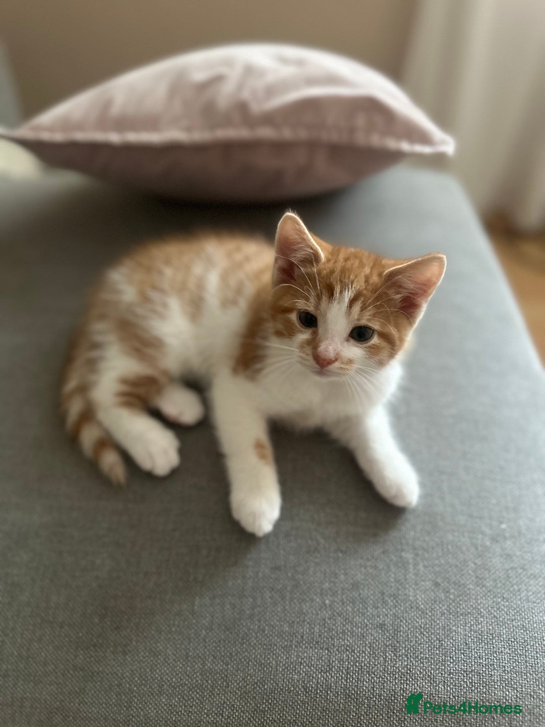 Domestic Shorthair cats for sale: Lovely ginger kittens - Image 12