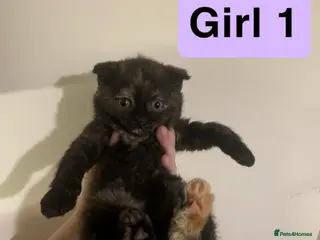 Scottish Fold cats RARE & UNIQUE Selkirk Rex Scottish Fold kittens! - Advert 2