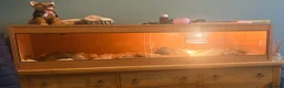 Corn Snake reptiles for sale: Coral x caramel het corn snake for sale  in Saint Leonards-on-sea - Advert 2