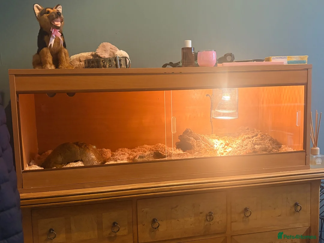 Corn Snake reptiles for sale: Coral x caramel het corn snake for sale  in Saint Leonards-on-sea - Advert 2