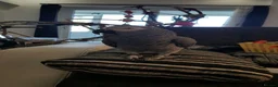 Parrots birds for sale: Click clock congo African Grey Parrots in Liverpool - Advert 3