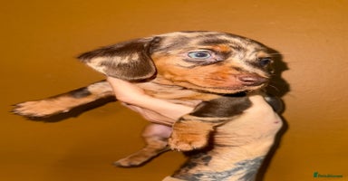 Miniature Dachshund dogs 🩵🩷Stunning KC Reg Mini Dachshunds🩵🩷 - Advert 6