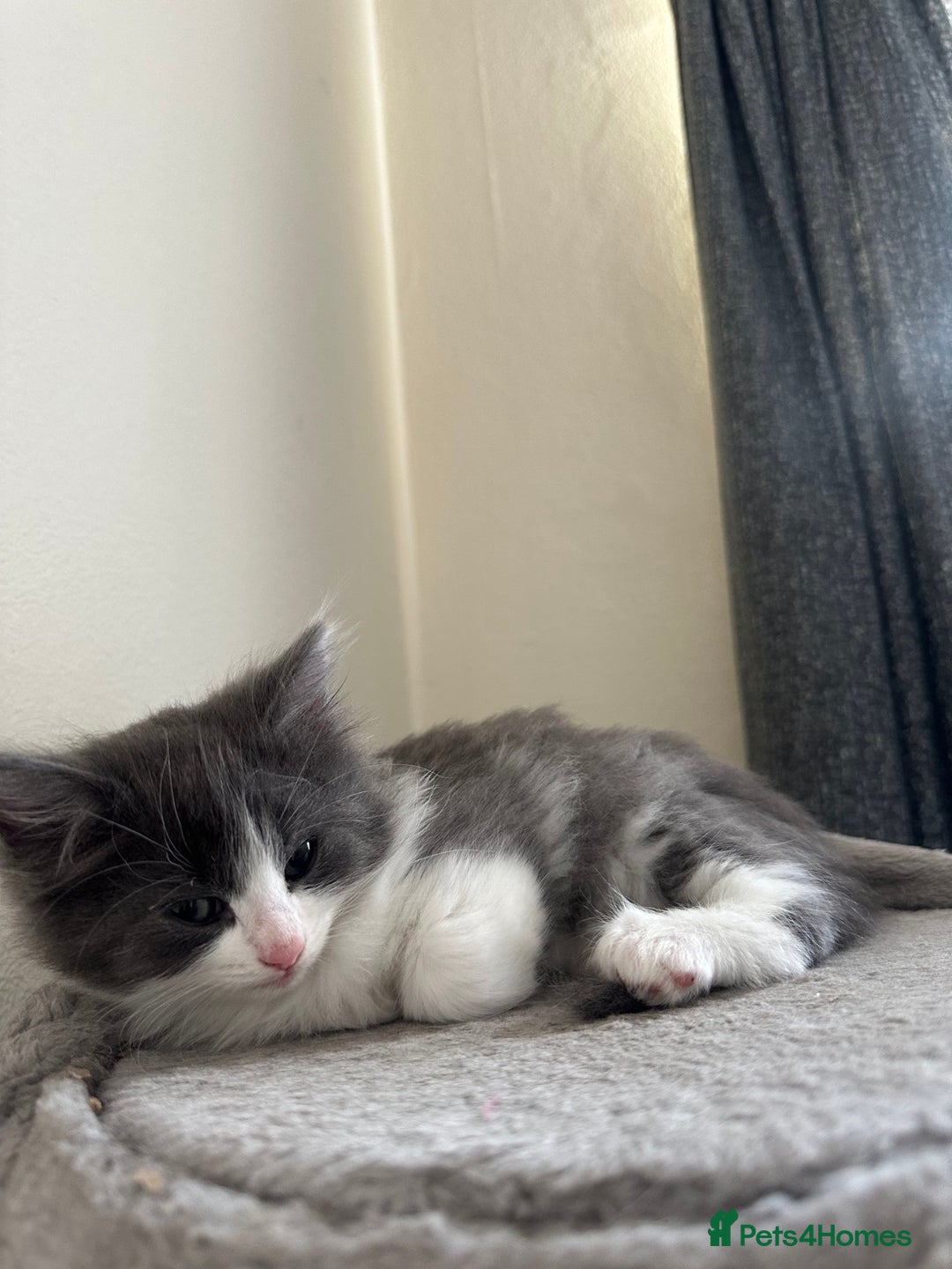 Ragdoll cats for sale: Reserved - Image 16
