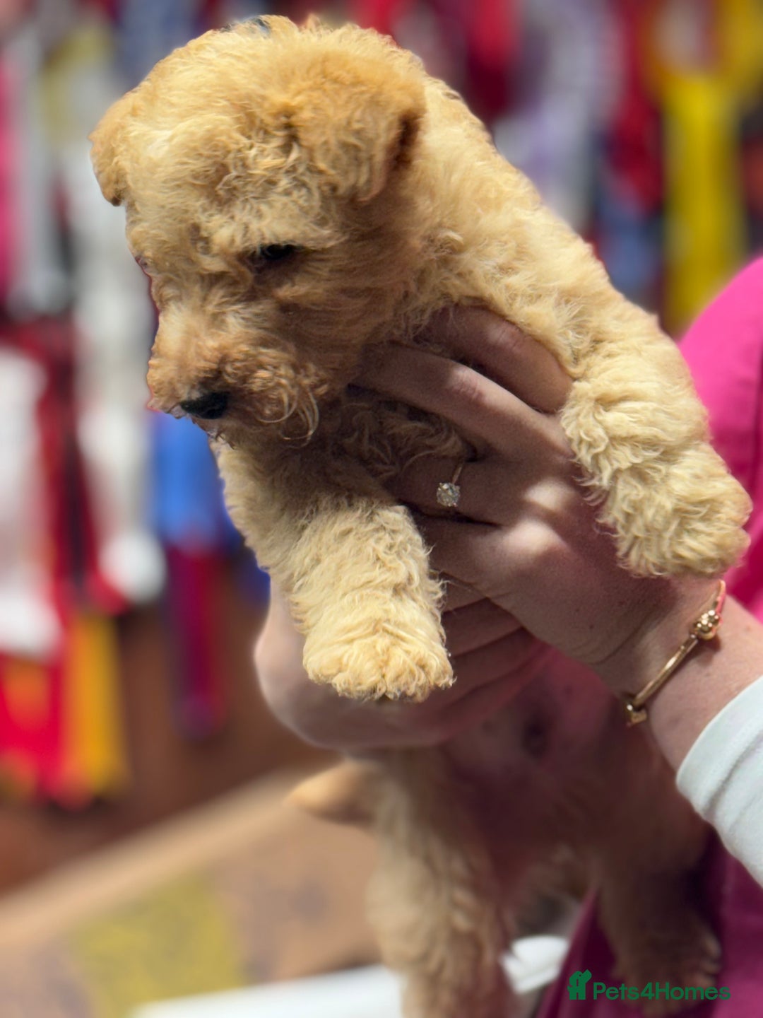 Lakeland Terrier dogs for sale: Stunning Lakeland Terrier Male  Puppies  - Advert 5