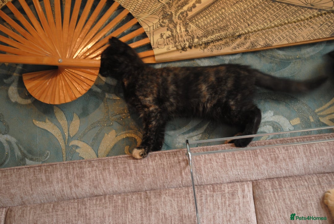 Mixed Breed cats for sale: Beautiful kittens available  - Image 7