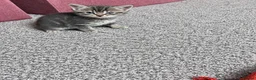 Mixed Breed cats for sale: 2 female kittens 🐾🤎 - Advert 5