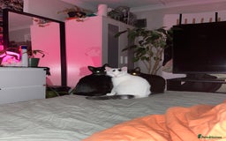 Mixed Breed cats for sale: Isha and Freya - Image 21