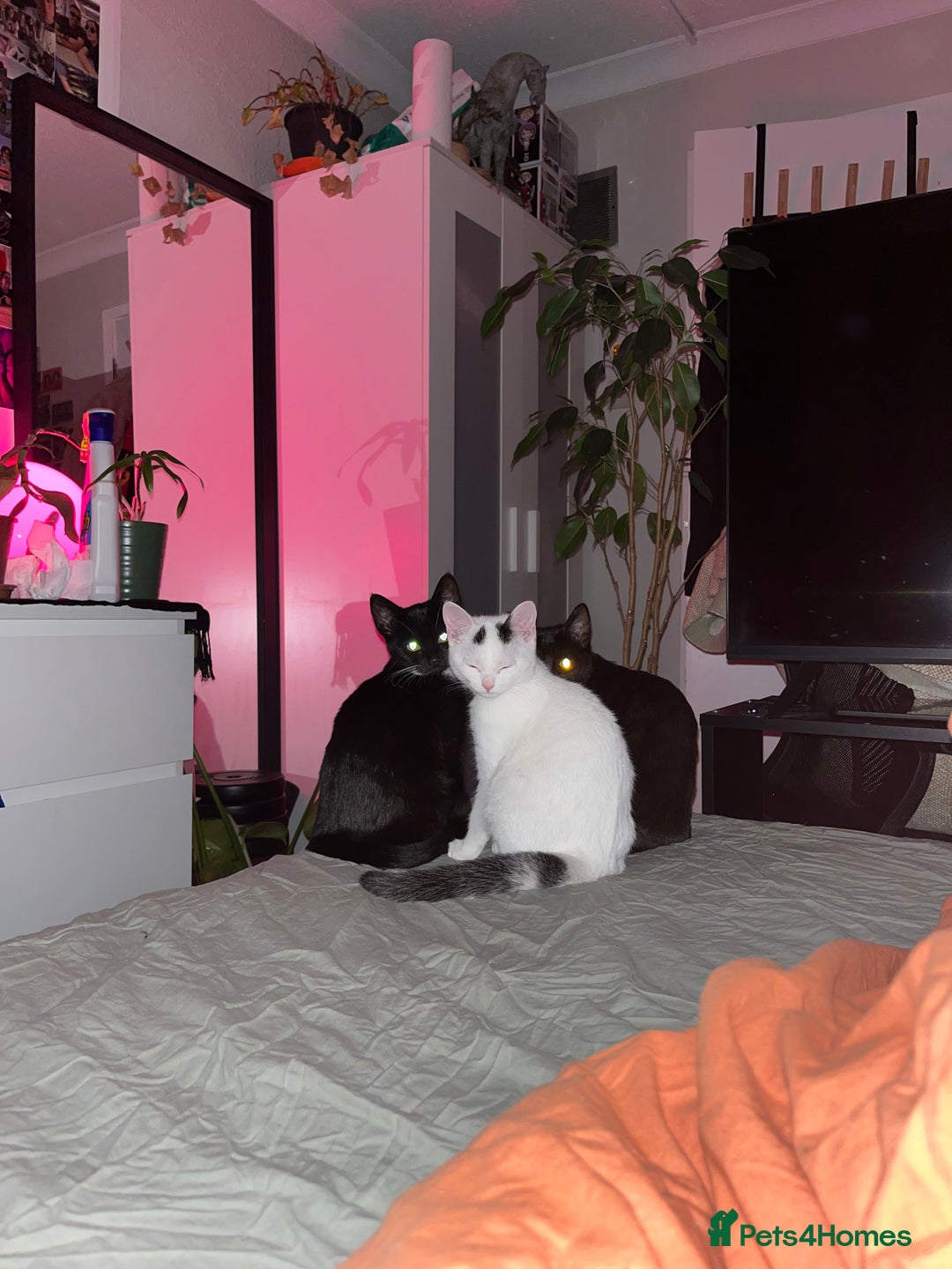 Mixed Breed cats for sale: Isha and Freya - Image 21