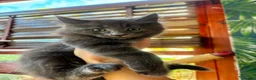 Maine Coon cats for sale: Maine Coon X kittens  - Advert 7