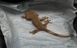 Gecko reptiles for sale: Crested gecko  - Image 1