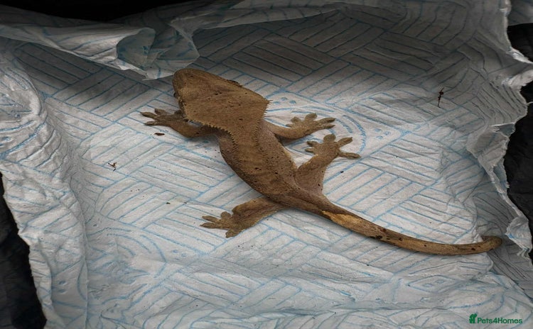 Gecko reptiles - Advert 1