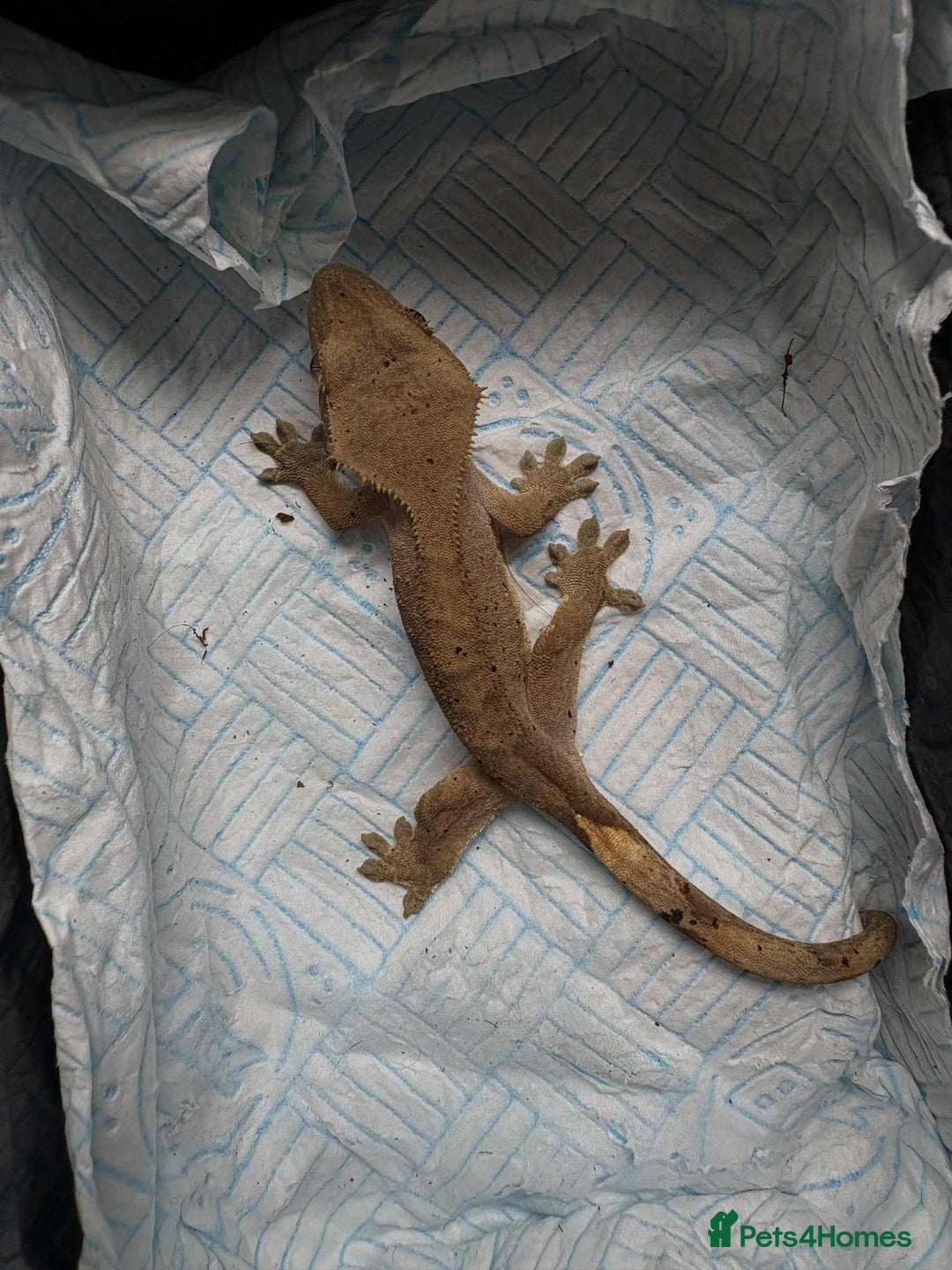 Gecko reptiles for sale: Crested gecko  - Image 1