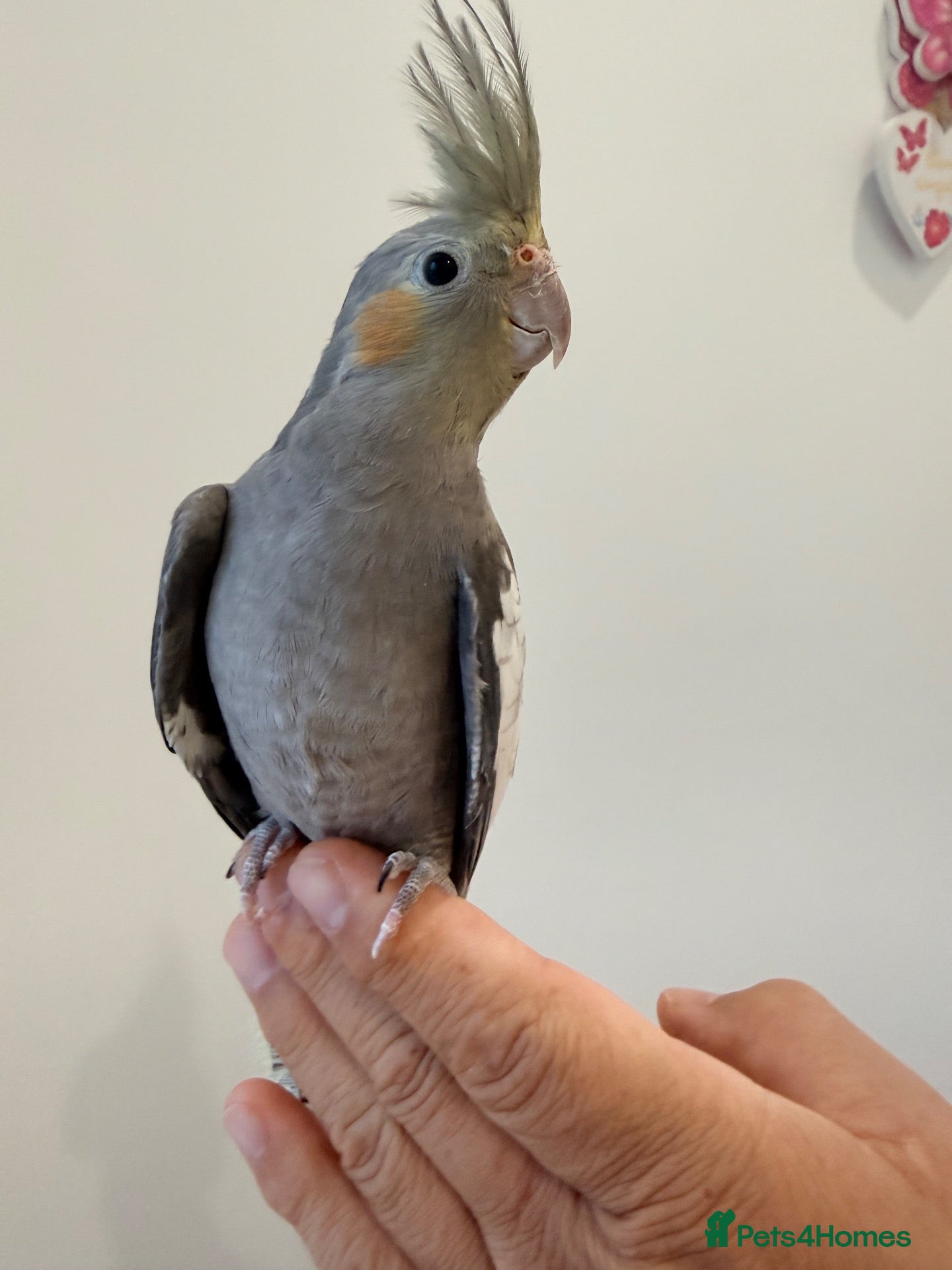 Cockatiels birds BEAUTIFUL BABY COCKATIEL BIRDS - Advert 8