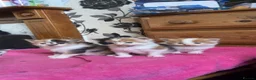 British Shorthair cats for sale: 5 beautiful calico kittens mix - Advert 3