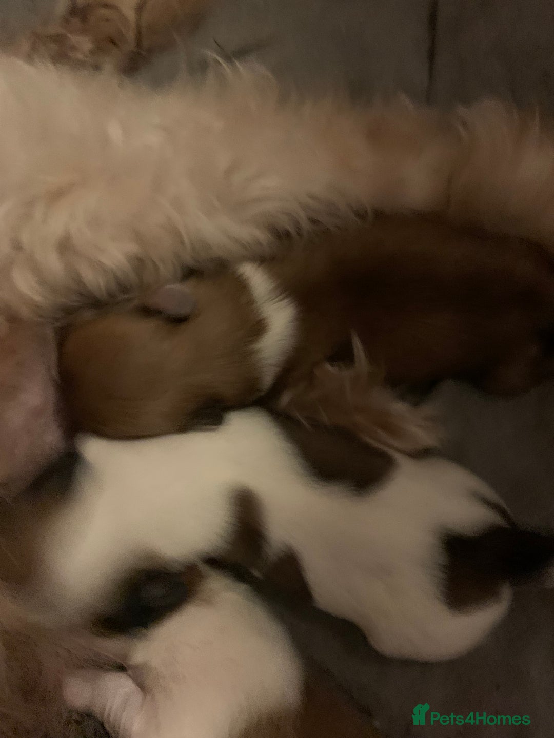 Lhasa Apso dogs for sale: 4 stunning Lhasa  boys  - Image 5