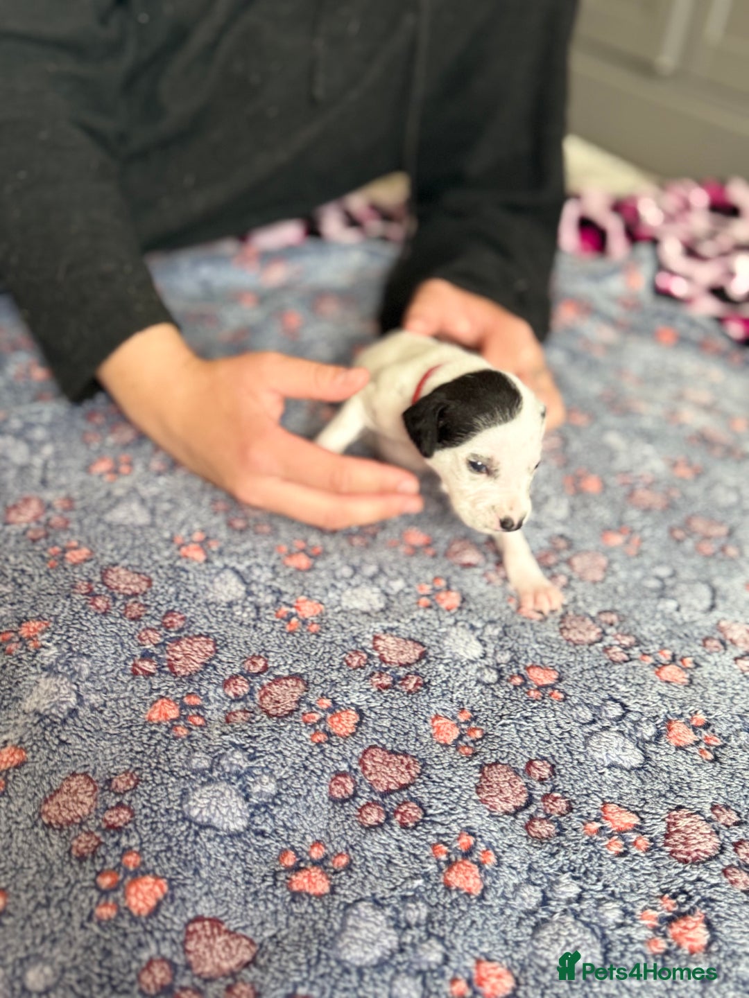 Dalmatian dogs for sale: Stunning KC Reg Dalmatian puppies  in Bristol - Image 38