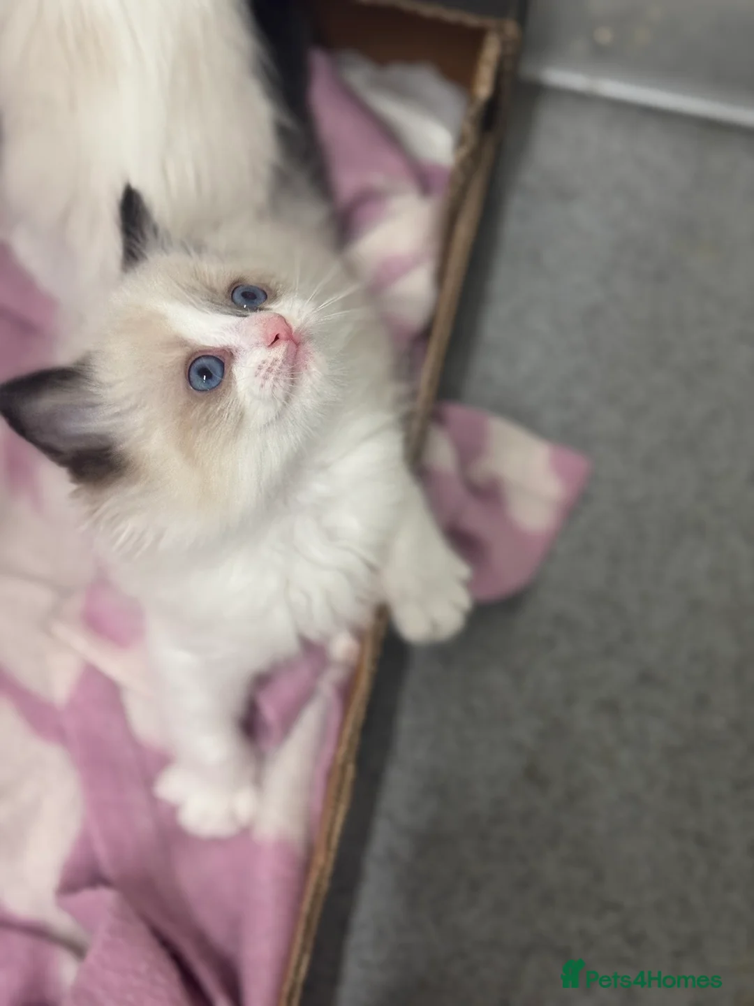 Ragdoll cats for sale: Ragdoll kittens bi color - Advert 10