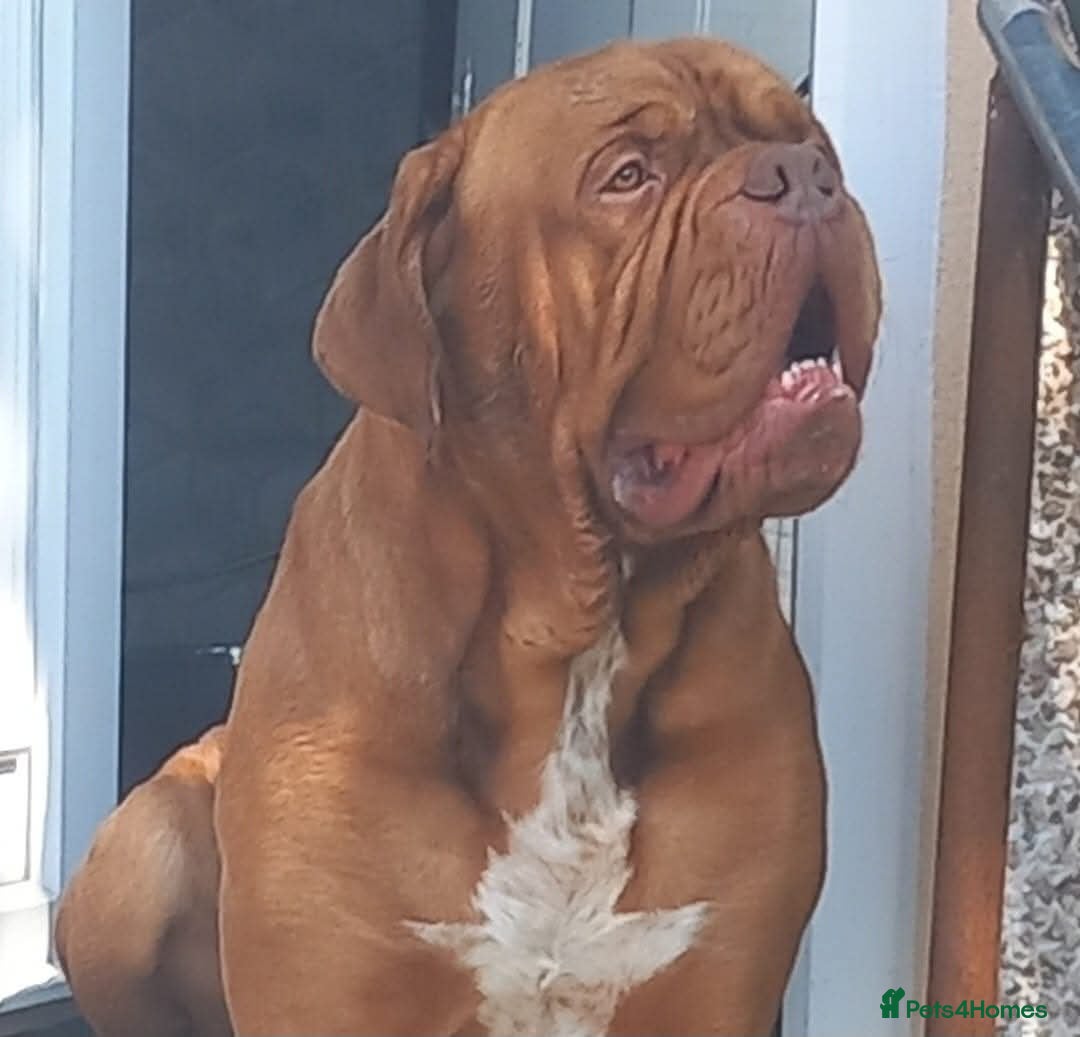 Dogue De Bordeaux dogs for sale: Hunter Bordeaux Puppies - Advert 7