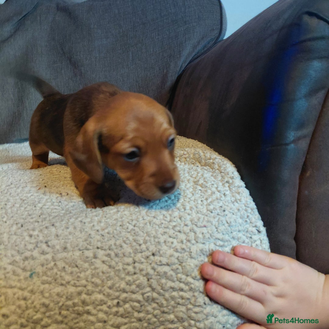 Mixed Breed dogs for sale: Dachshund x jack russle - Image 7