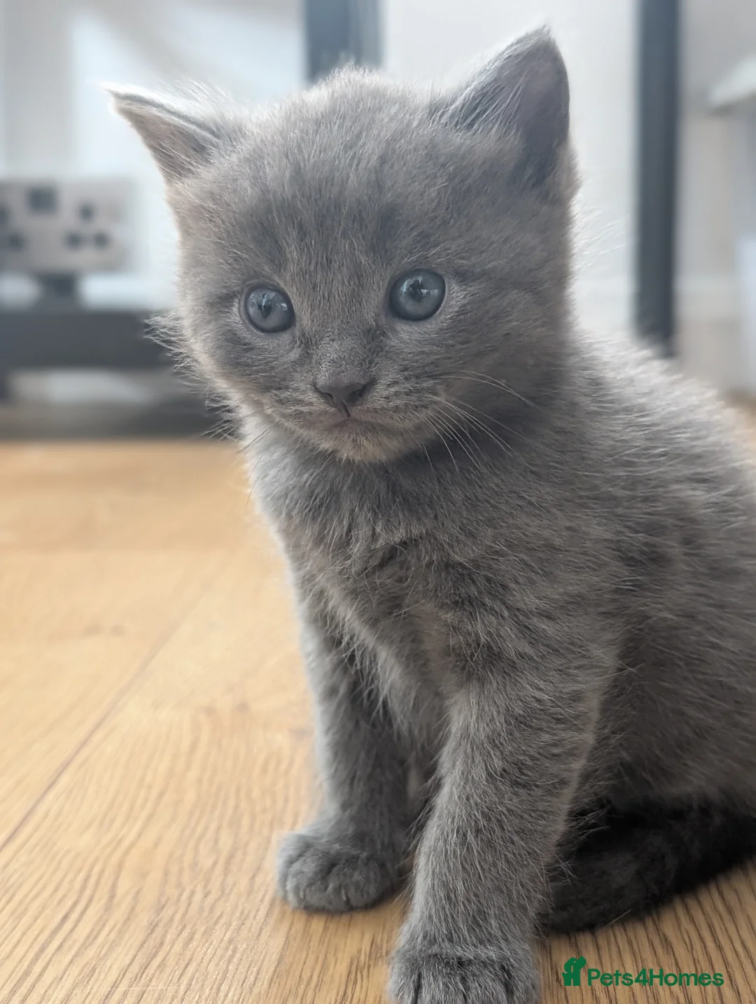 Mixed Breed cats for sale: Beautiful ragdoll x tabby x British blue shorthair - Advert 2