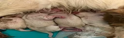 Cocker Spaniel dogs for sale: Working Cocker Spaniels - Advert 4