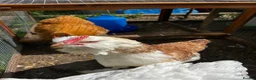 Chickens poultry for sale: 3 point of lay hens  - Advert 3