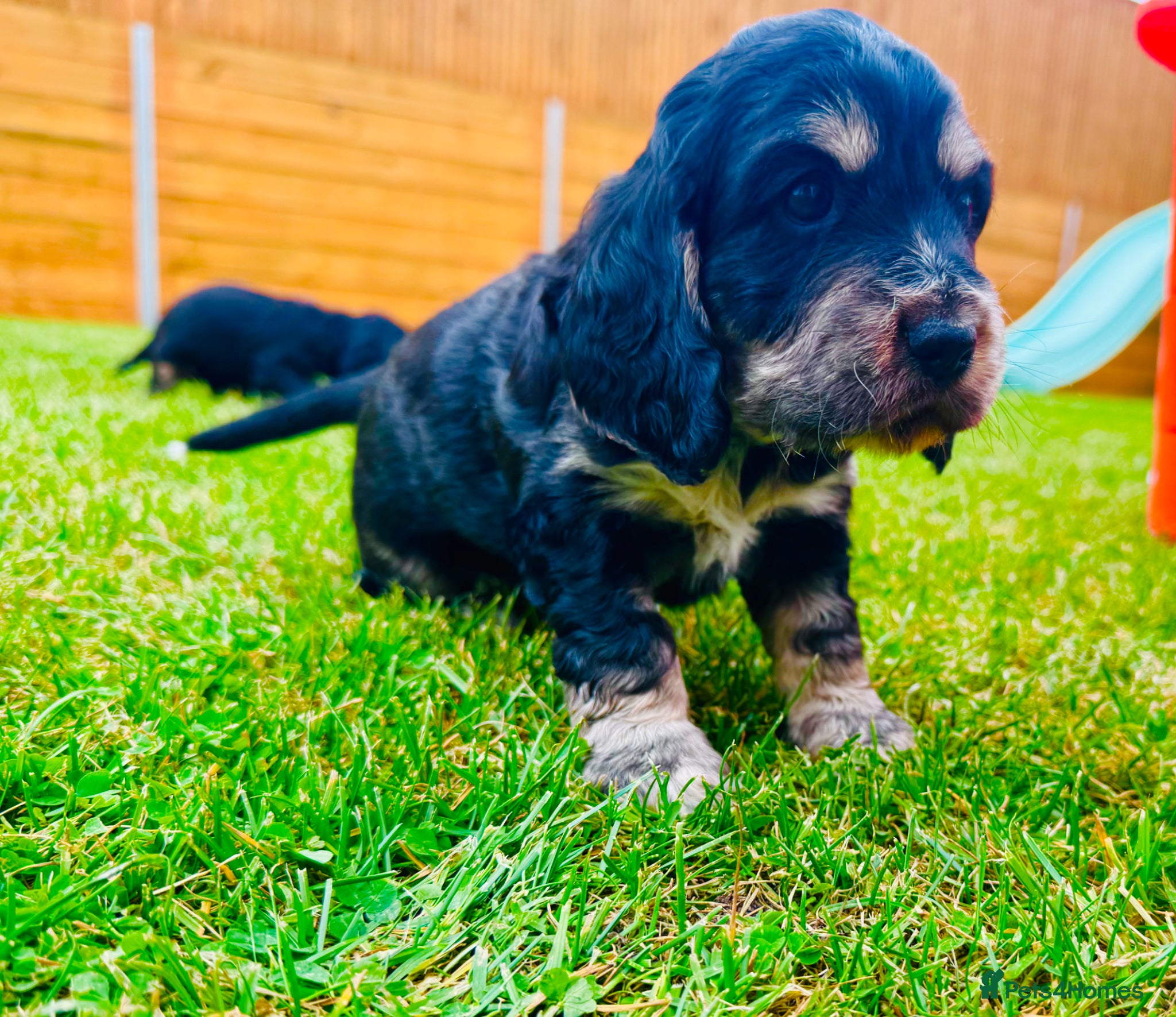 Cocker Spaniel dogs KC Registered Show Cocker Spaniel Babies 🐾🐾🐾 - Advert 2