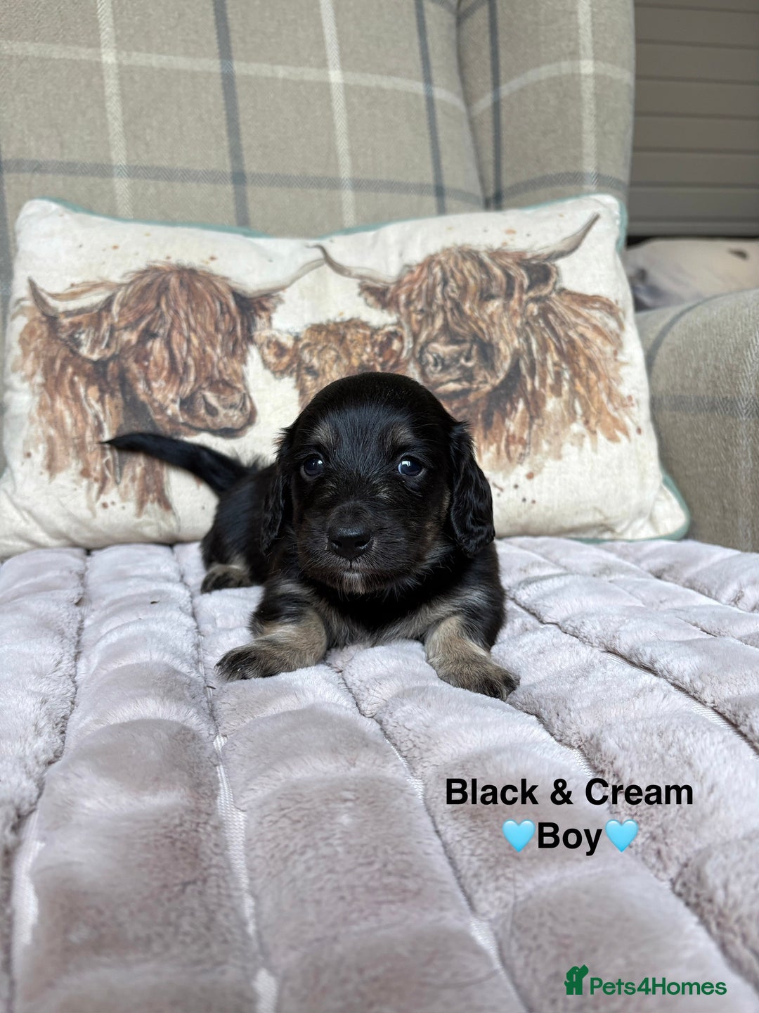 Miniature Dachshund dogs for sale: 🩷LONG HAIRED CREAM DACHSHUNDS🩵 - Advert 12