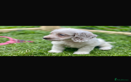 Poodle dogs for stud: GORGEOUS PHANTOM POODLE STUD  - Image 13