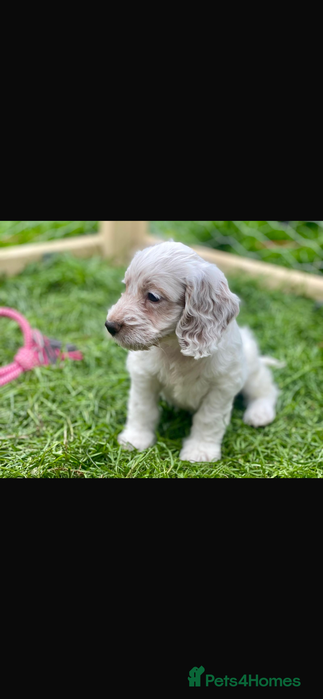 Poodle dogs for stud: GORGEOUS PHANTOM POODLE STUD  - Image 13