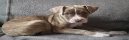 Mixed Breed dogs for sale: Cane Corso X American Staffordshire in London - Advert 4