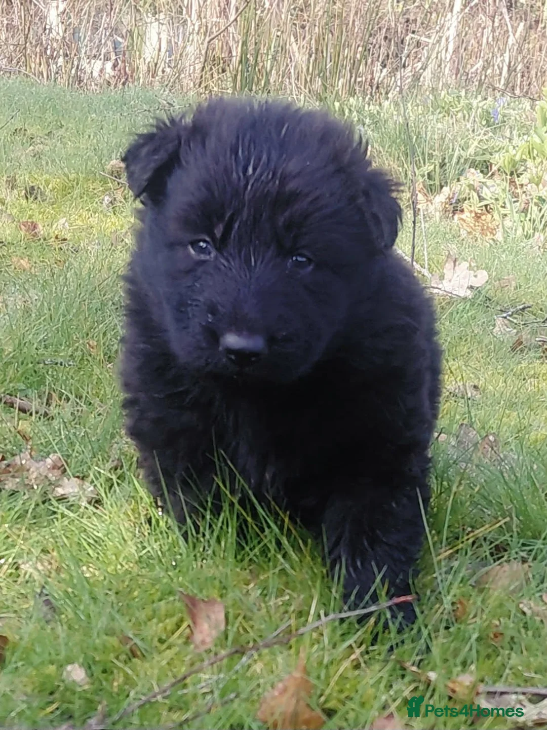 German Shepherd dogs for sale: KC Registered German Shepherd Puppies - Advert 2