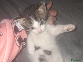 Domestic Shorthair cats Stunning kitten for sale *2 GIRLS LEFT* - Advert 10