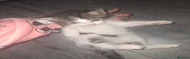 Domestic Shorthair Kitten 3