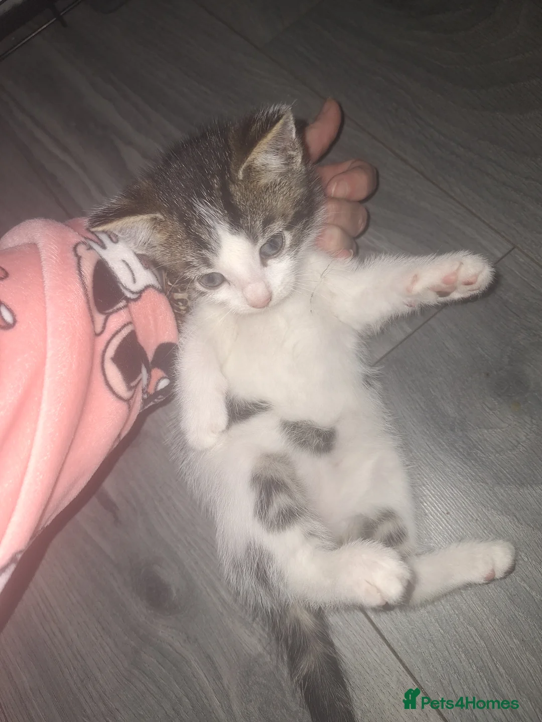 Domestic Shorthair cats for sale: Stunning kitten for sale *1 GIRL LEFT* - Advert 1