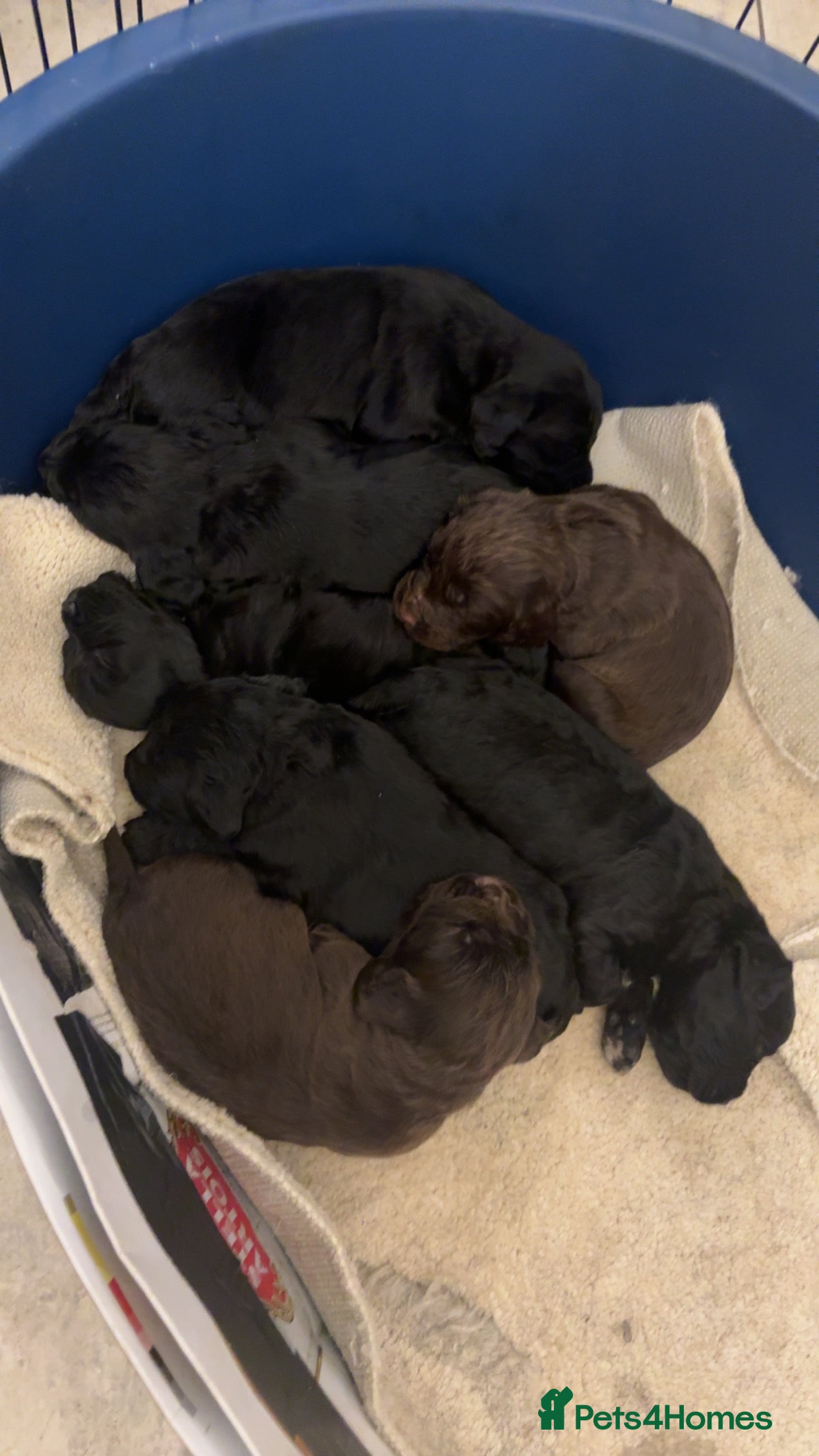 Cocker Spaniel dogs Cocker spaniel puppies - Advert 1